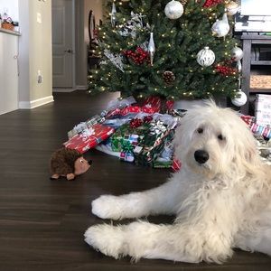 Meet your Posher, Alise